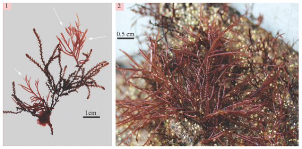 Ceramium japonicum