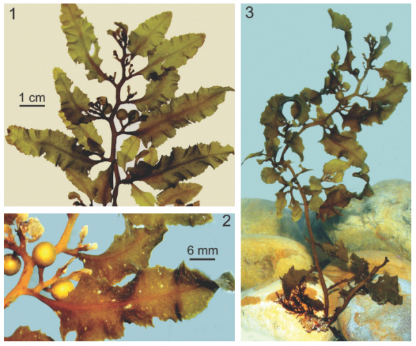 Sargassum crispifolium