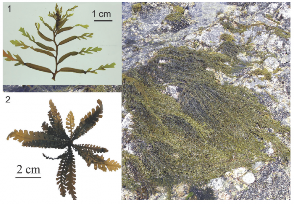 Sargassum horneri