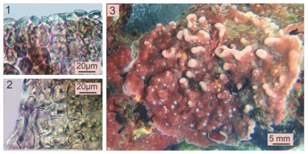 Lithothamnion intermedium