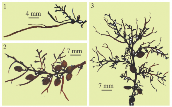 Sargassum pinnatifidum