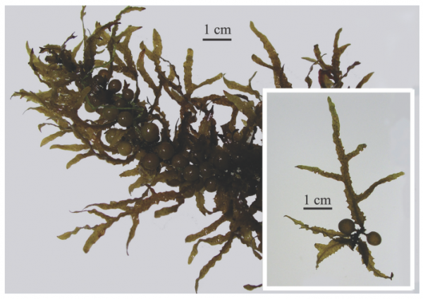 Sargassum polyporum