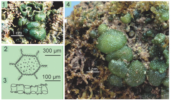 Dictyosphaeria cavernosa