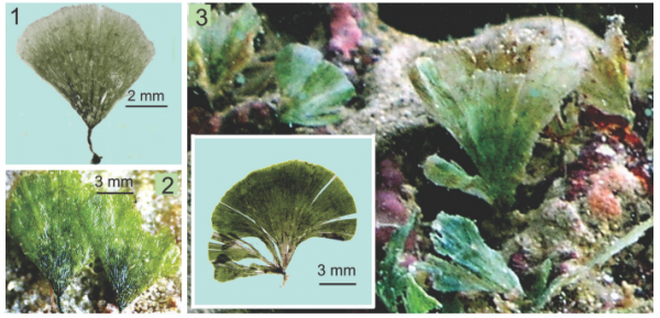 Rhipidosiphon javensis