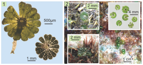 Parvocaulis parvulus