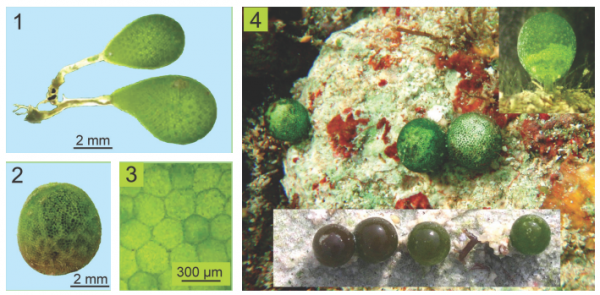 Bornetella sphaerica