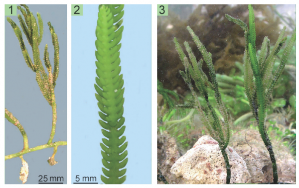 Caulerpa cupressoides