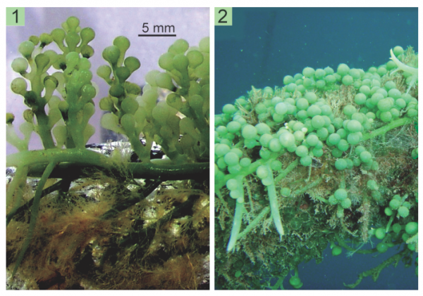 Caulerpa racemosa