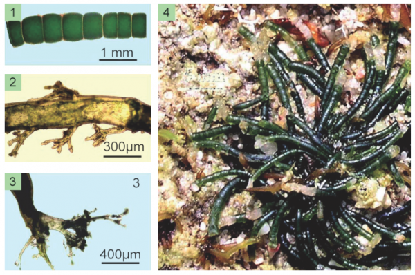 Chaetomorpha basiretrorsa