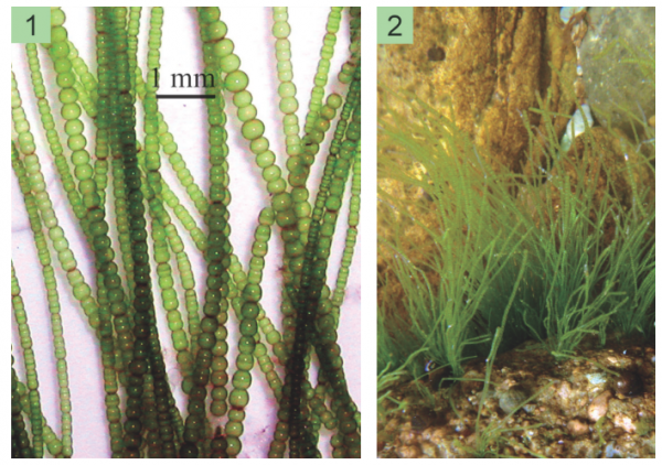 Chaetomorpha moniligera