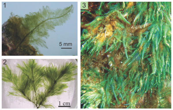 Bryopsis plumosa