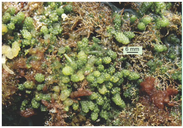 Caulerpa Okamurae