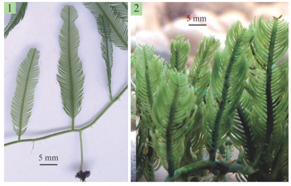 Caulerpa sertularioides