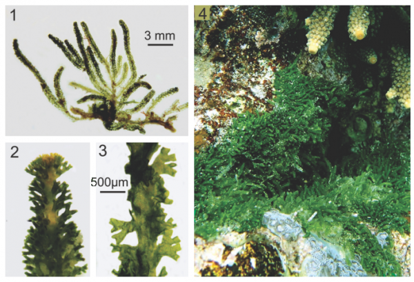 Caulerpa webbiana