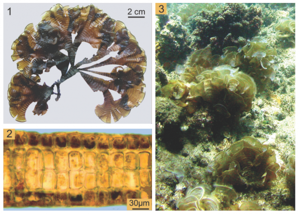 Padina tetrastromatica