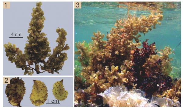 Sargassum aquifolium