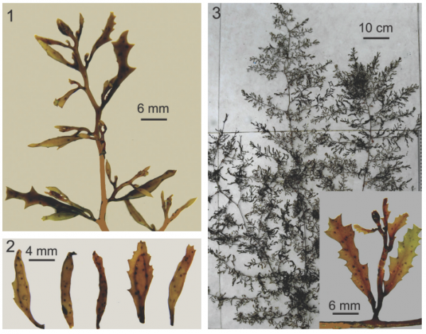 Sargassum bicorne