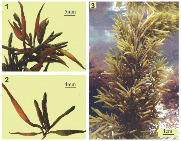 Sargassum fusiforme