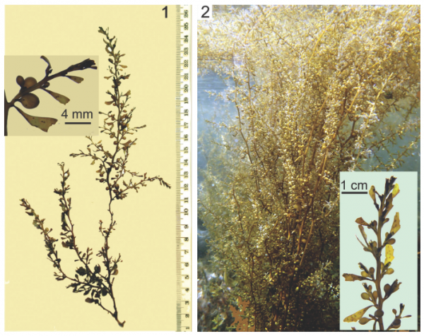 Sargassum hemiphyllum