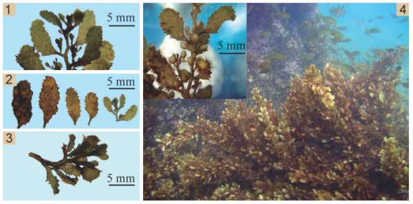 Sargassum ilicifolium