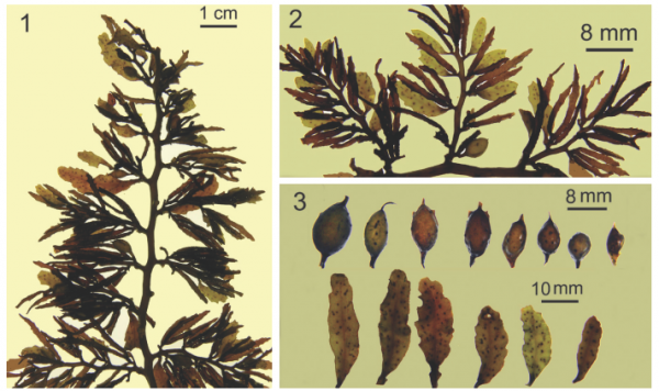 Sargassum longifructum