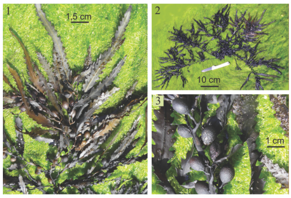 Sargassum macrocarpum