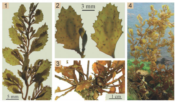 Sargassum mcclurei