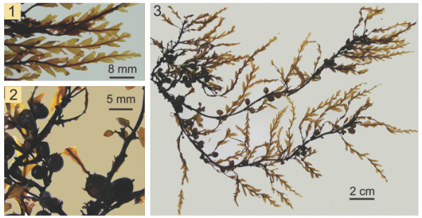 Sargassum micracanthum