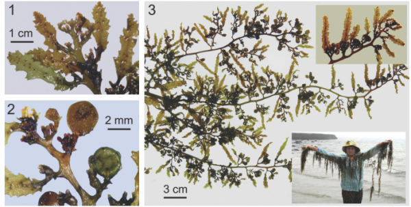 Sargassum microcystum