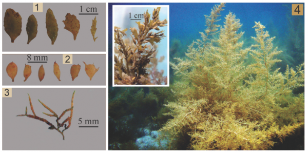 Sargassum miyabei