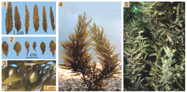 Sargassum oligocystum