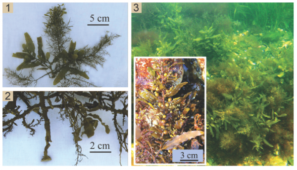 Sargassum pallidum