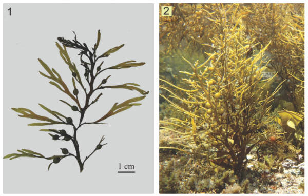 Sargassum patens