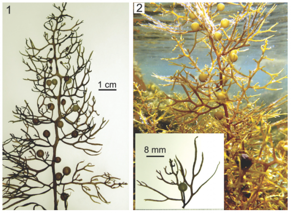 Sargassum piluliferum