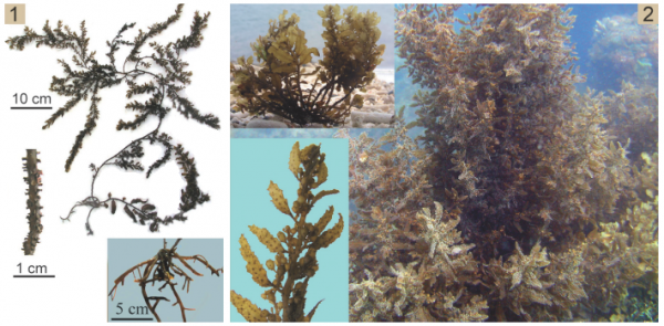 Sargassum polycystum