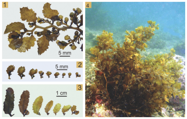 Sargassum sanyaense