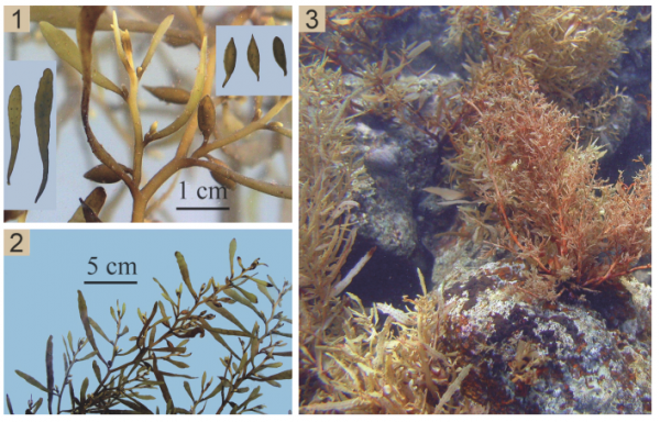 Sargassum swartzii