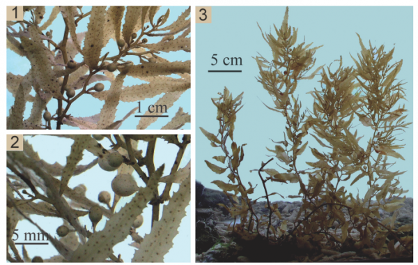 Sargassum tenerrimum