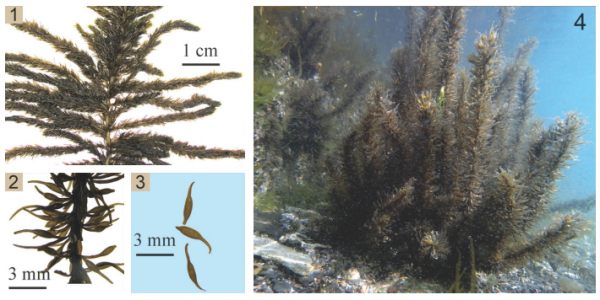 Sargassum thunbergii