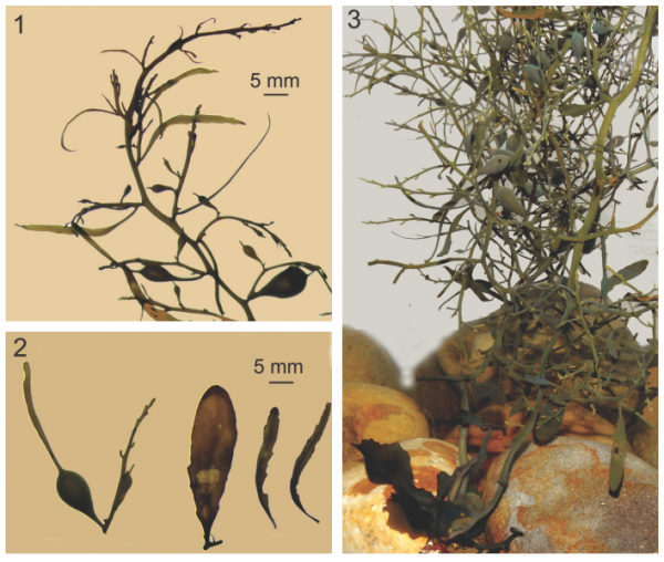 Sargassum yamadae