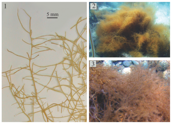 Sphaerotrichia divaricata