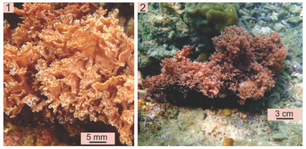 Halymenia maculata