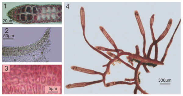 Parviphycus antipai