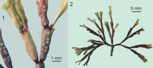 Amphiroa anceps