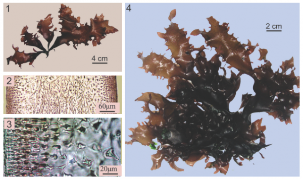 Chondrus giganteus