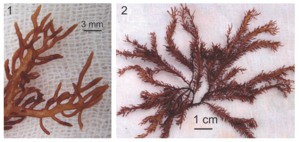 Chondrus pinnulatus