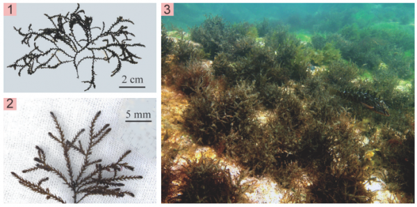 Neorhodomela larix