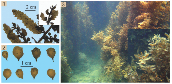 Sargassum denticarpum