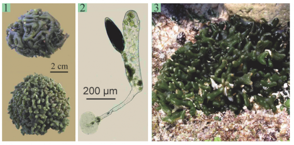 Codium intricatum