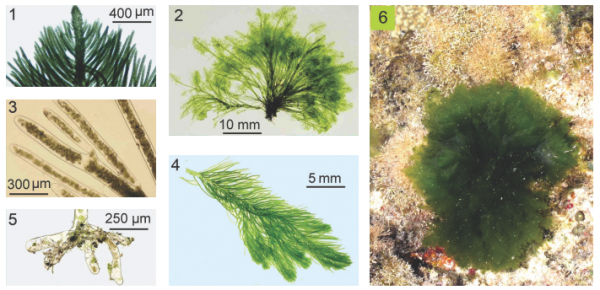 Bryopsis ryukyuensis